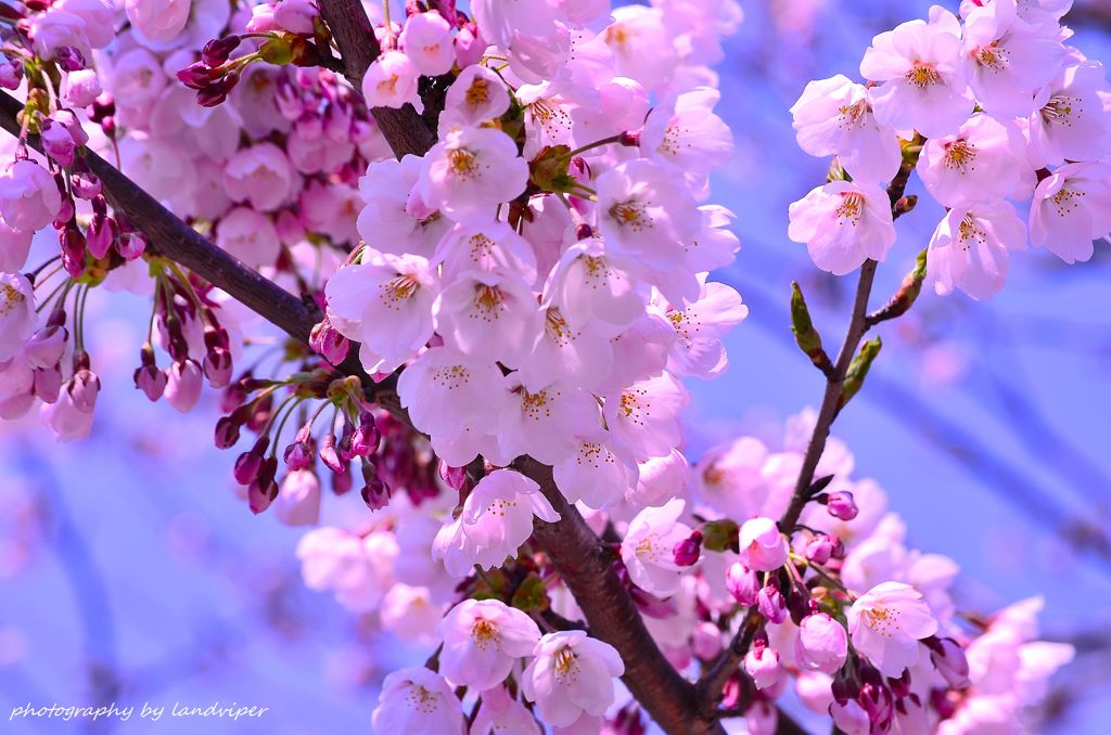 I let you bloom still more(^^)v