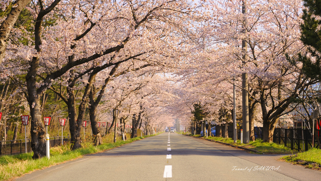 Tunnel of SAKURA...
