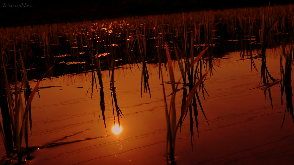 Rice paddies...