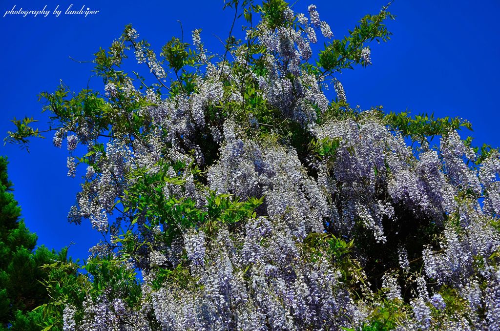 Shower from a blue sky