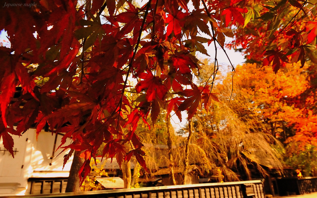 Japanese maple...