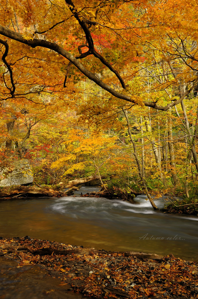 Autumn color...