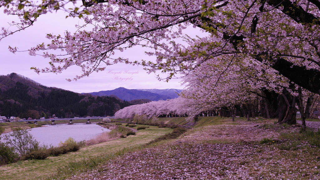 Cherry blossom trees...