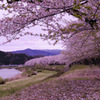 Cherry blossom trees...
