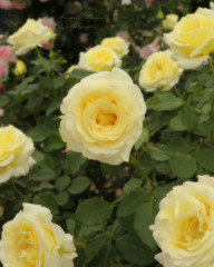 Yellow roses...