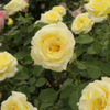 Yellow roses...