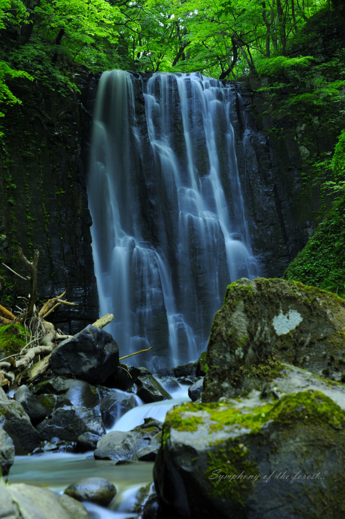 Symphony of the forest...