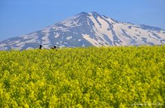 Be wrapped in a yellow carpet
