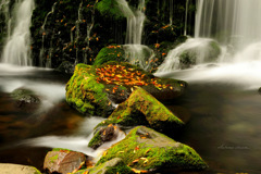Autumn stream...