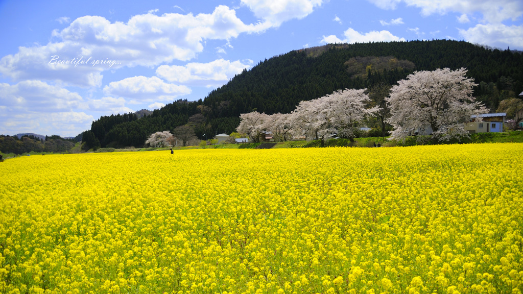 Beautiful spring...