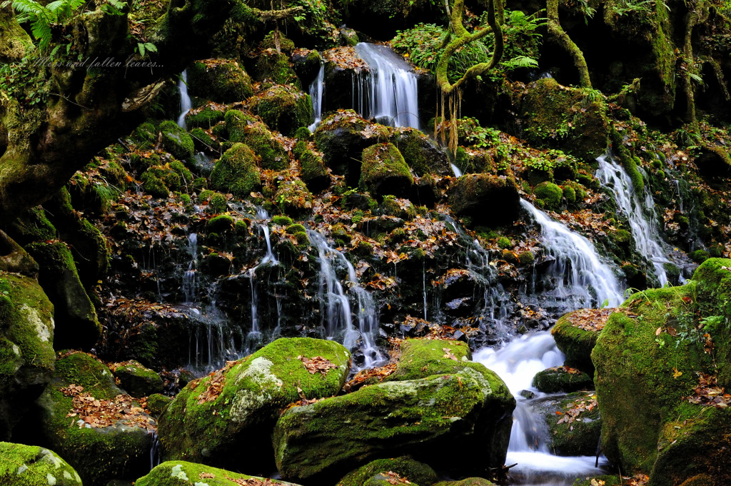 Moss and fallen leaves...