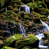 Moss and fallen leaves...