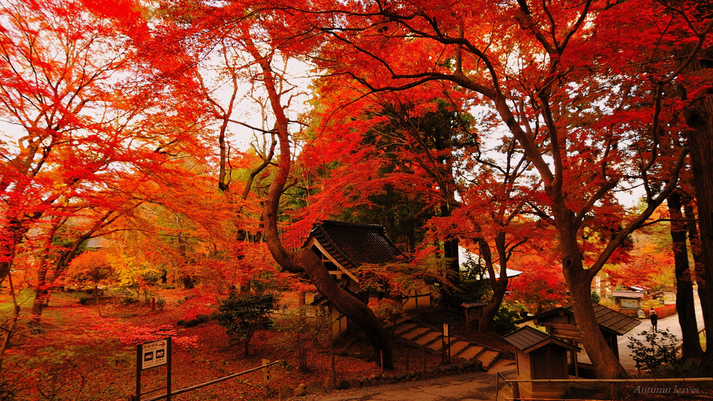 Autumn leaves...