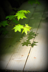Shadow...
