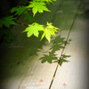 Shadow...