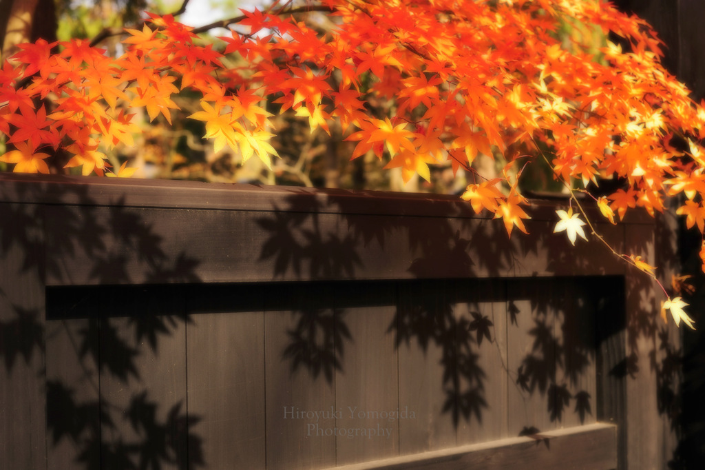 The joy of late autumn...