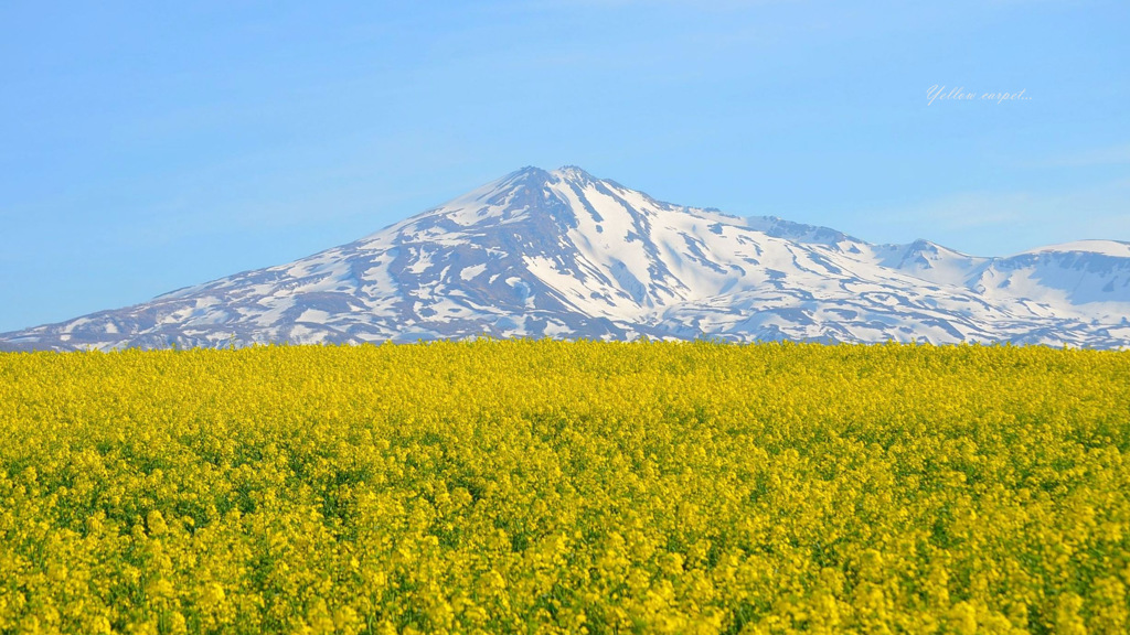 Yellow carpet...