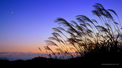 Crescent moon and silver grass