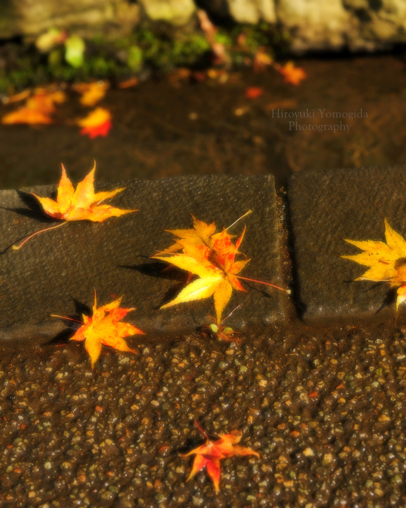 Shine of fallen leaves...