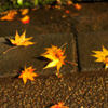Shine of fallen leaves...
