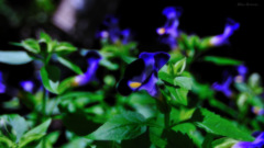 Blue flowers...