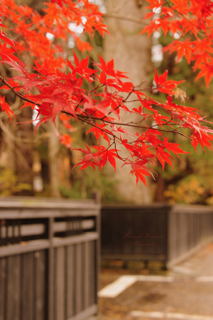 Autumn in Japan...