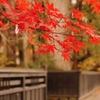 Autumn in Japan...