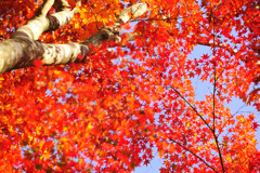 Beautiful autumn tints...