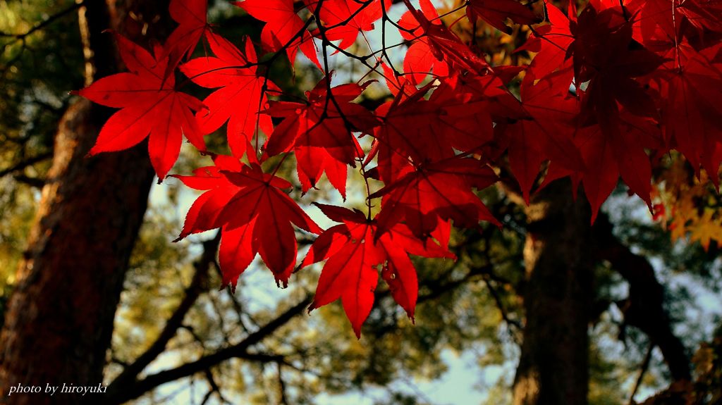 Autumn deepens...