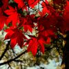 Autumn deepens...