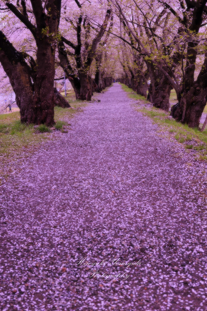 Pink carpet...