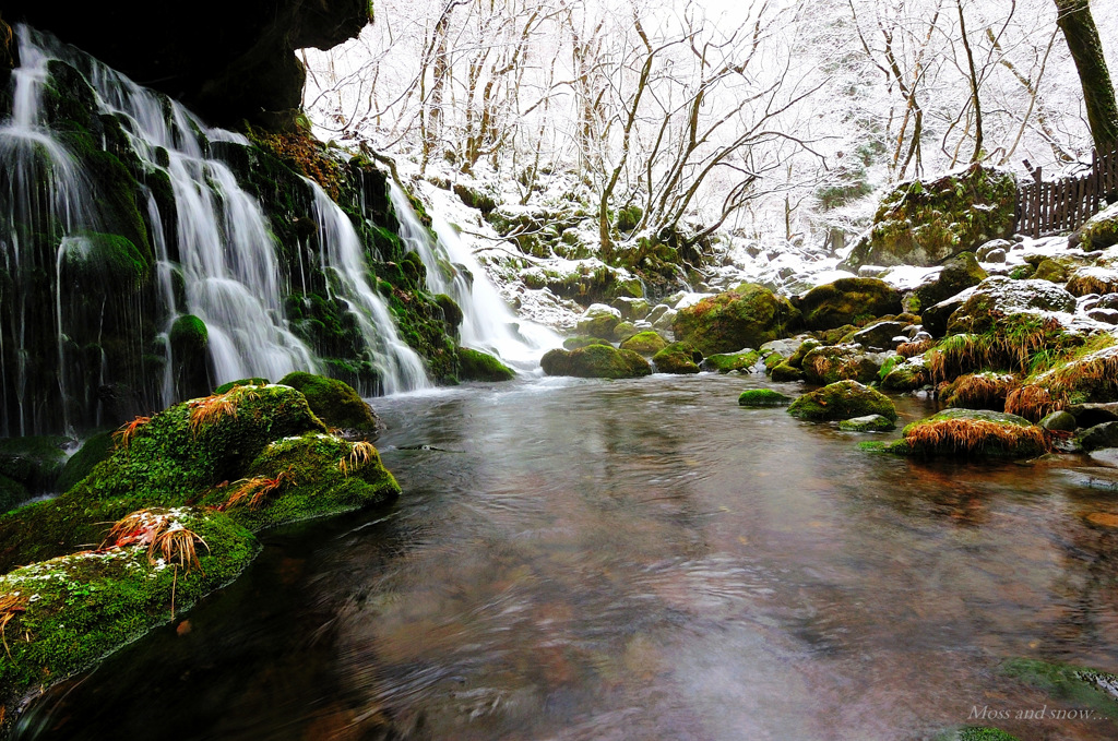 Moss and snow...