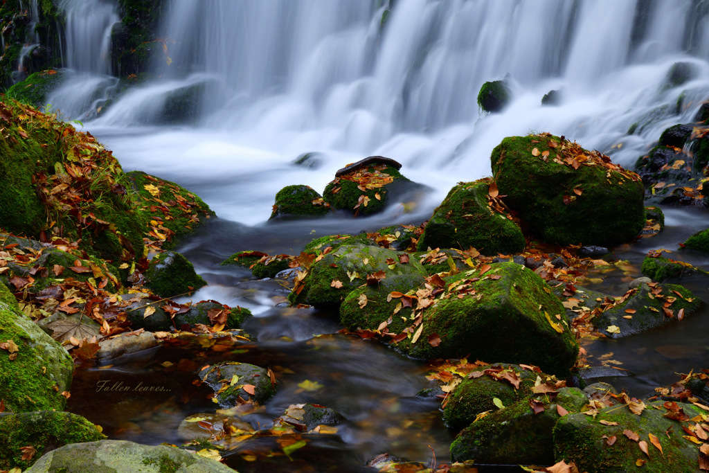 Fallen leaves...