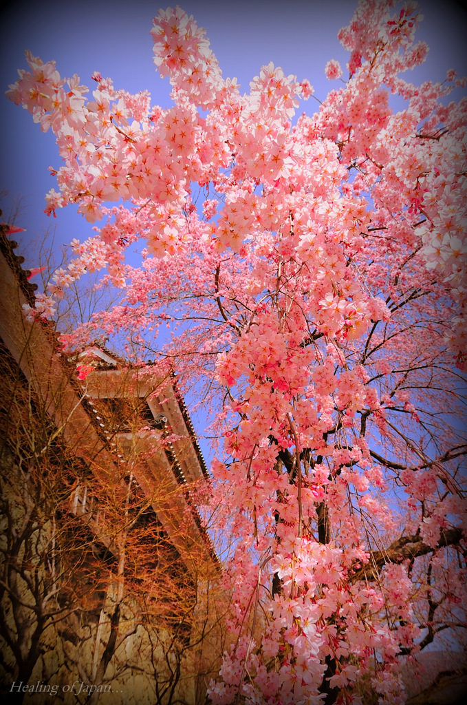 Healing of Japan...﻿