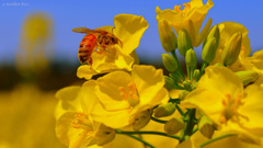 A worker bee...