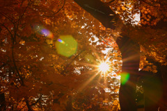 Afternoon of autumn...
