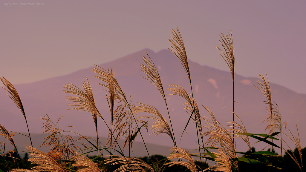 Japanese pampas grass ...