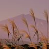 Japanese pampas grass ...