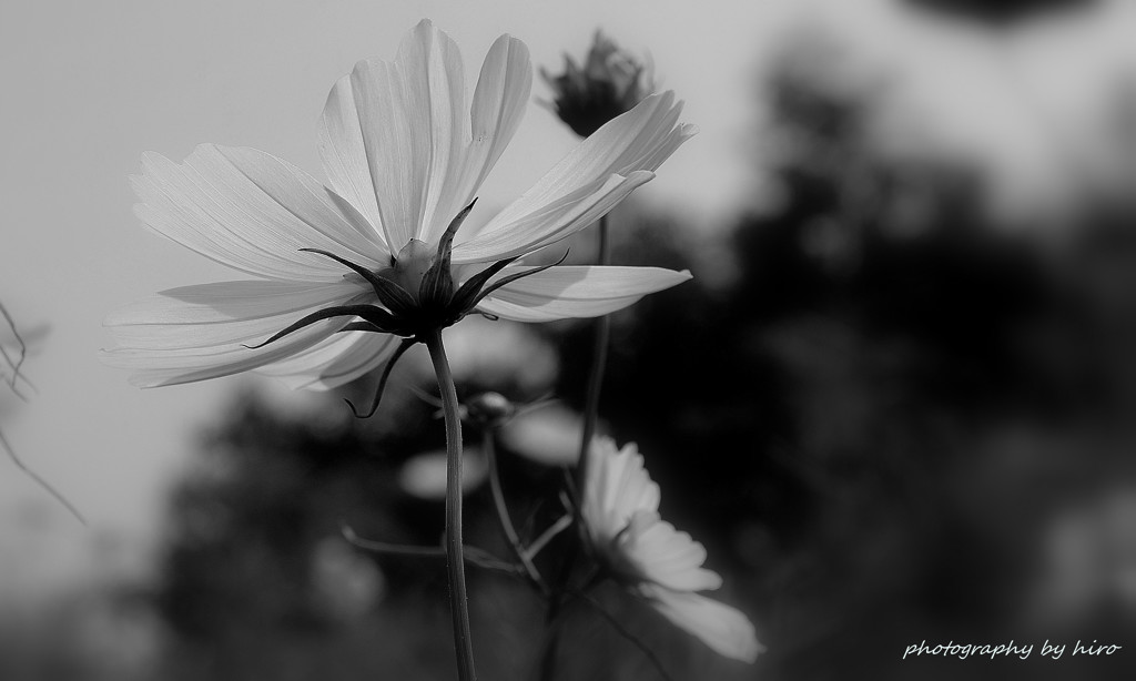 Cosmos