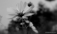 Cosmos
