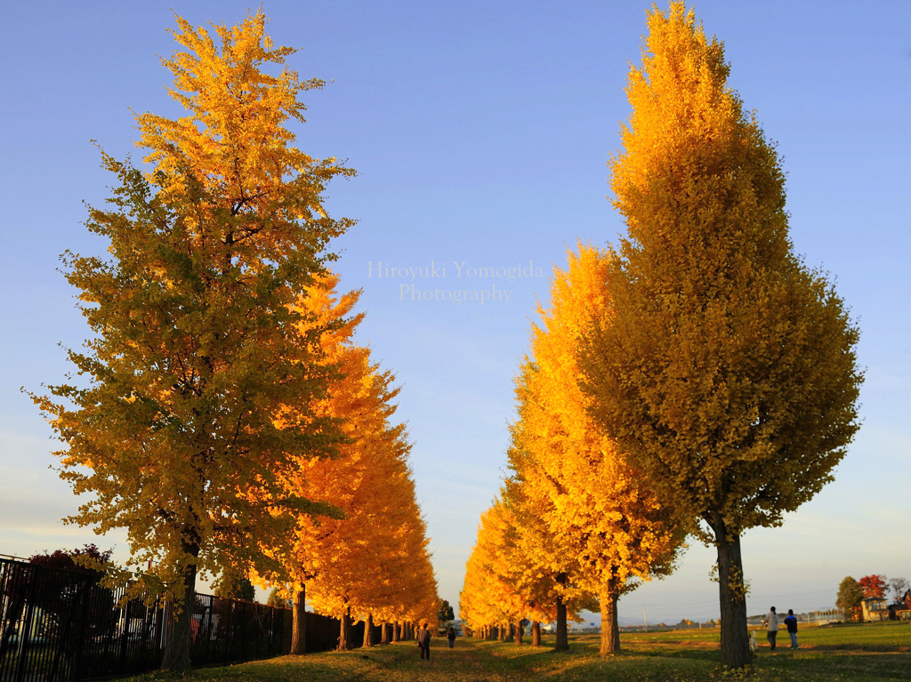 Autumn rows of trees road...