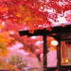crepuscule of autumn...