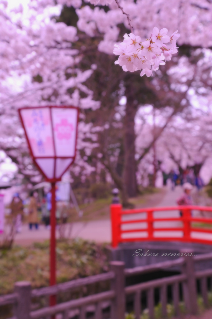 Sakura memories...