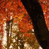 Autumn in memory...