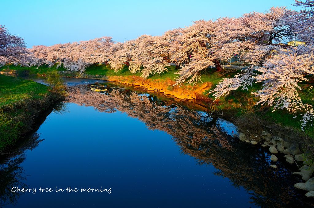 朝陽を浴びて｡｡｡