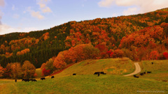 Autumn leaves and grazing...