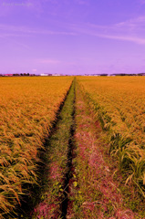 Rural landscape...