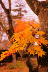 Pretty autumn...