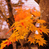 Pretty autumn...