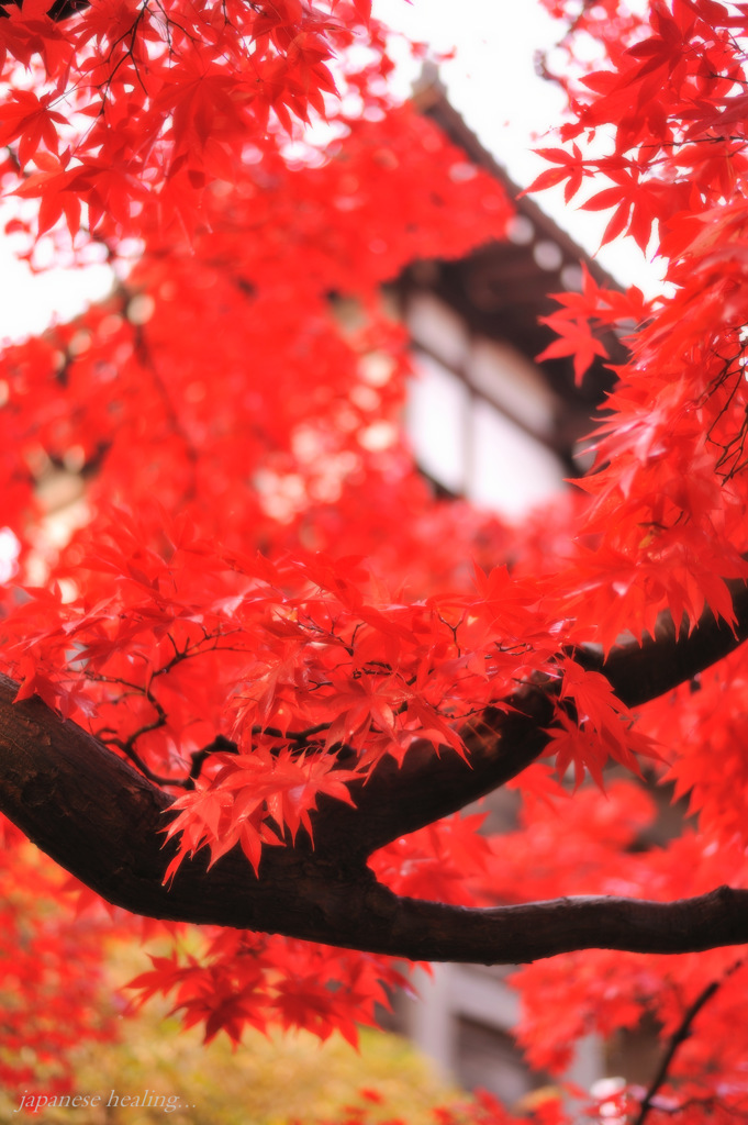 japanese healing...